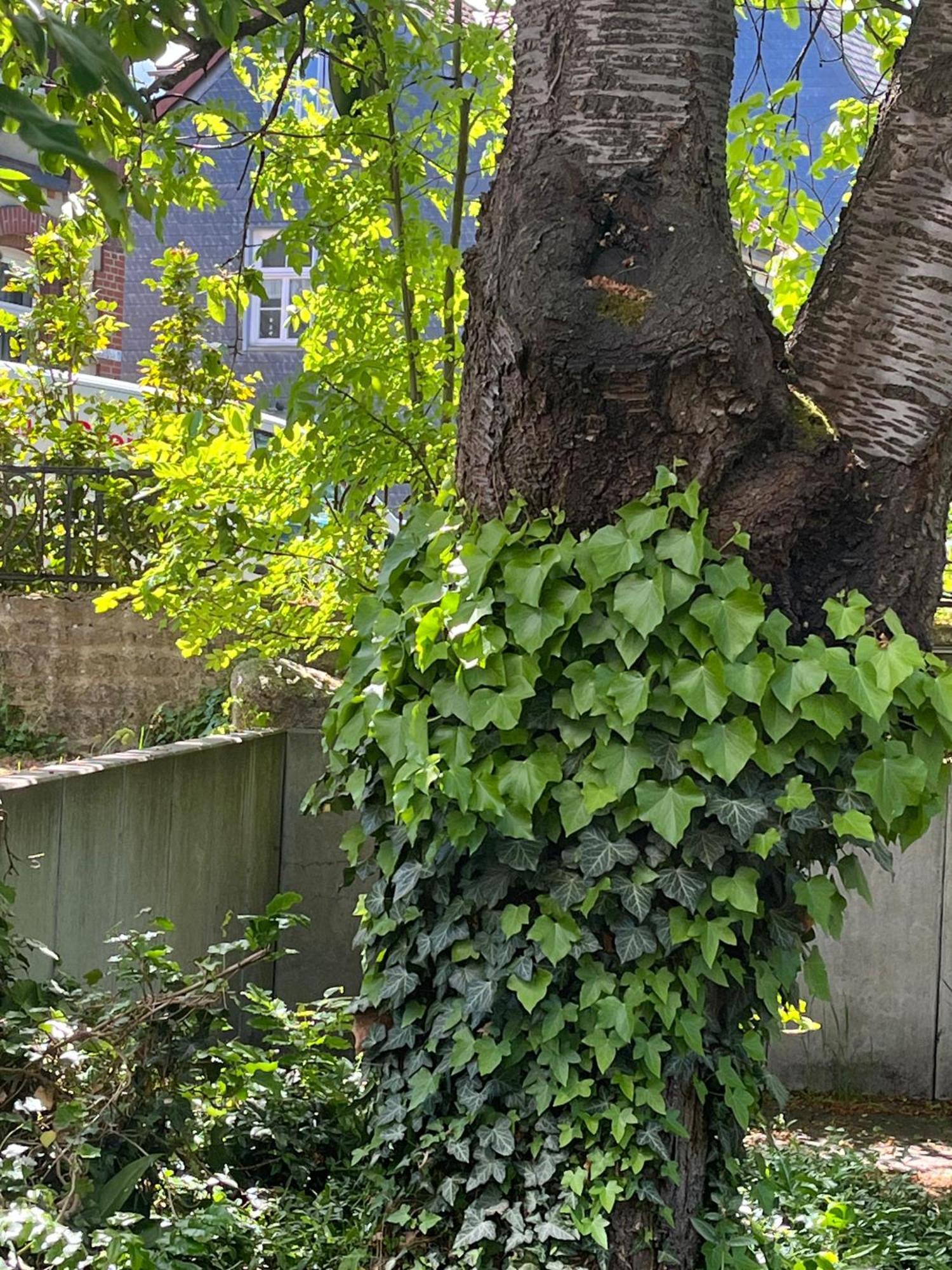 Ferienwohnung "Beste Lage" Altstadt Mit Terrasse Γκόσλαρ Εξωτερικό φωτογραφία